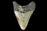 Fossil Megalodon Tooth - North Carolina #129981-2